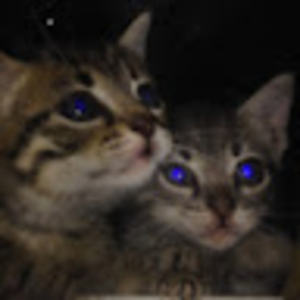 Meet your Posher, Holly